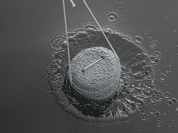 Stille Seebestattungen ab Hafen Stralsund in die Prohner Wiek