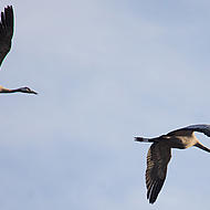 Kraniche beobachten bei einer Schifffahrt