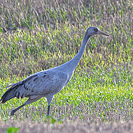 Herbstzeit ist Kranichzeit