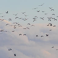 Kranichflug bei einer Kranichfahrt ab Hafen Schaprode